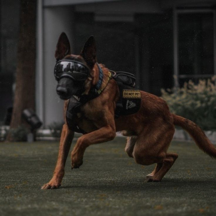 Belgian Malinois in tactical gear during professional K9 training session