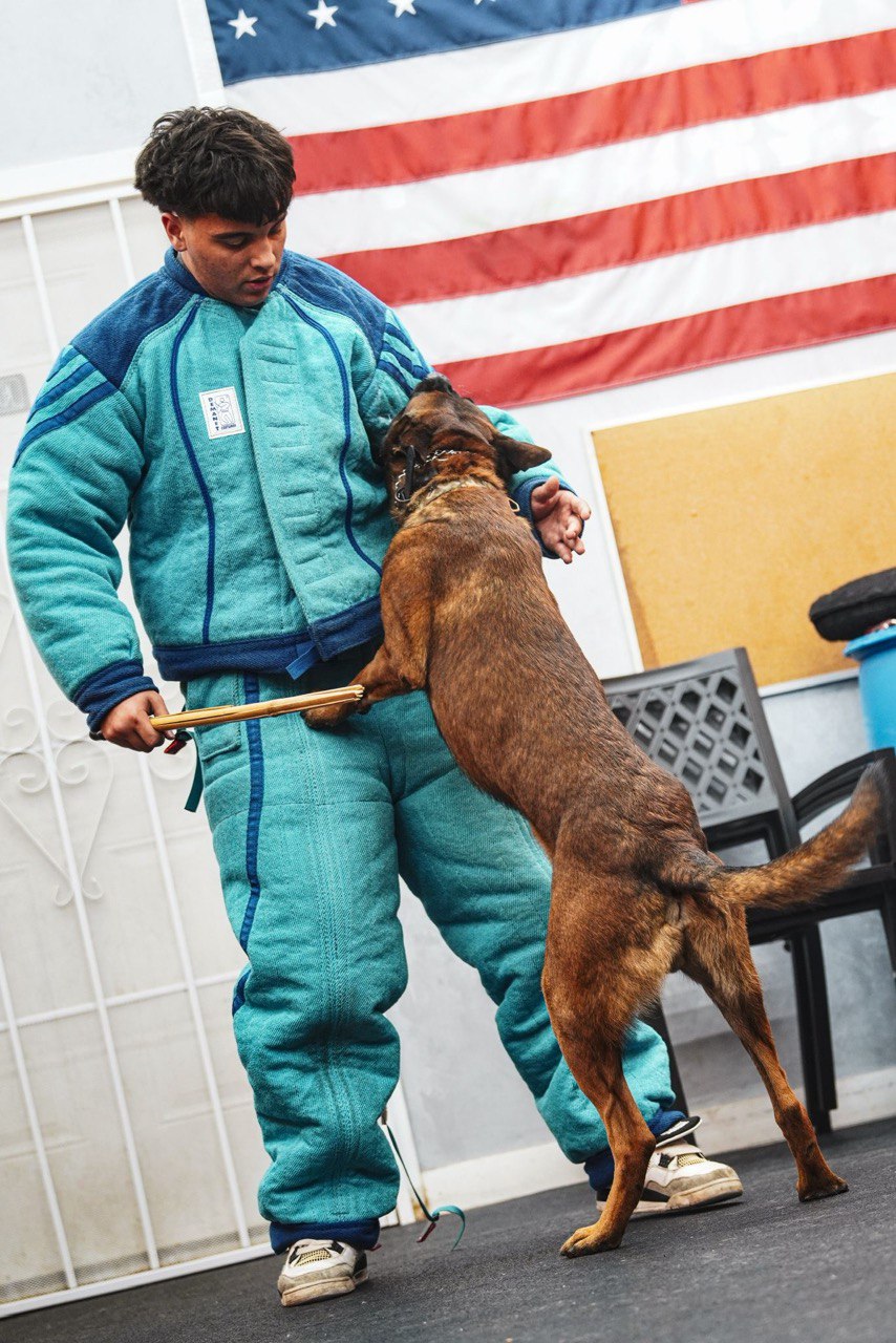 K9 trainer in protective suit working with a Belgian Malinois in an indoor training facility