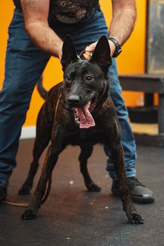 Trainer guiding a black Belgian Malinois in a handling exercise — reading body language and building trust