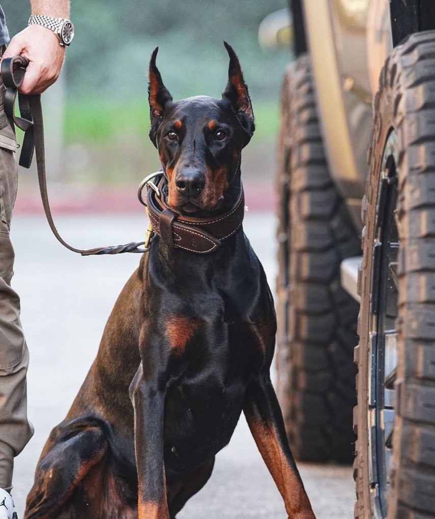 Doberman sitting calmly on leash next to a vehicle — composed after behavioral rehabilitation training