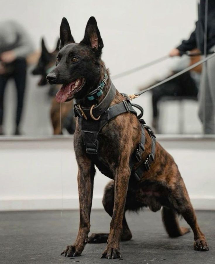 Belgian Malinois in tactical harness sitting alert on a leash — K9 in training