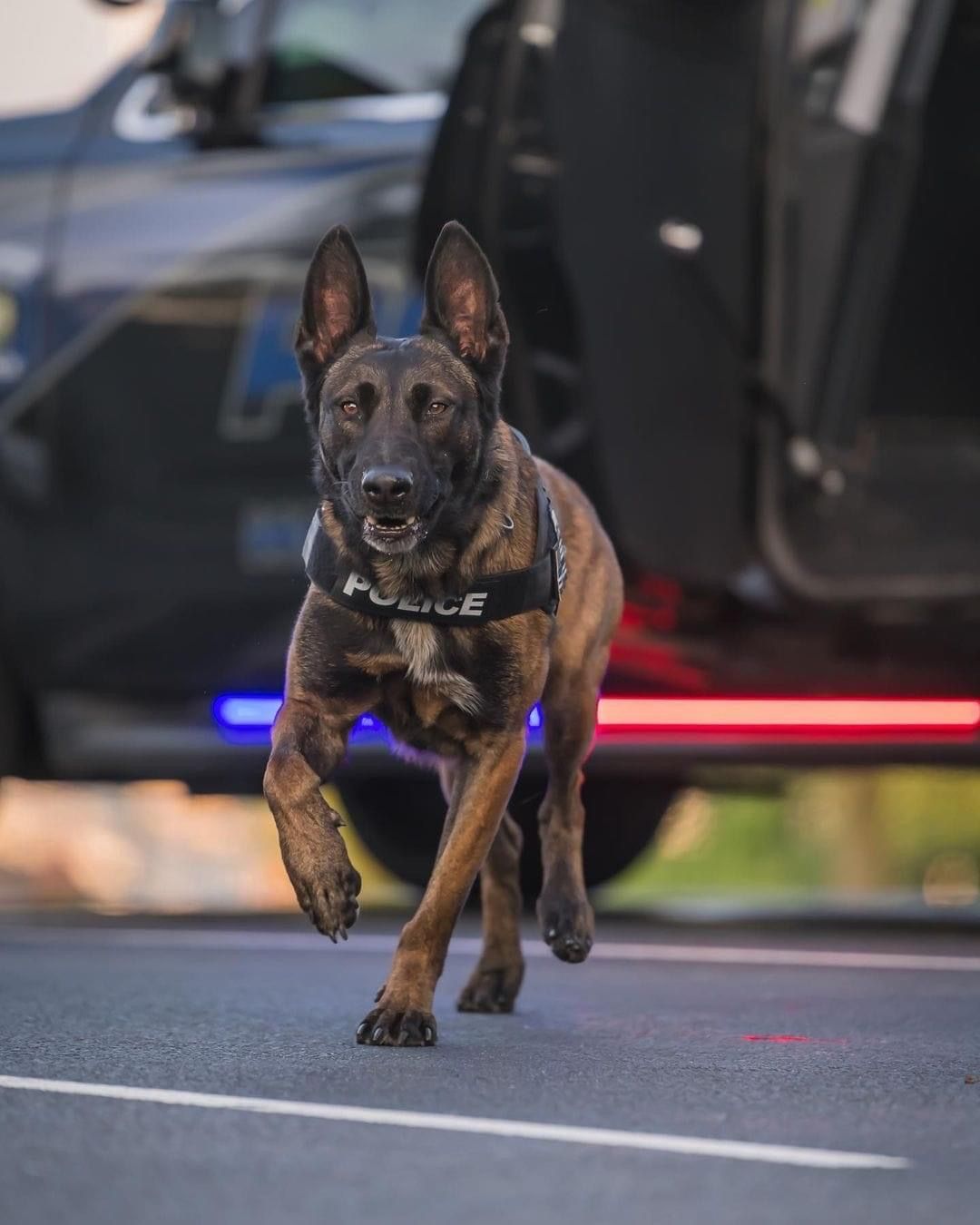 Police Belgian Malinois in vest running during service dog training in Los Angeles
