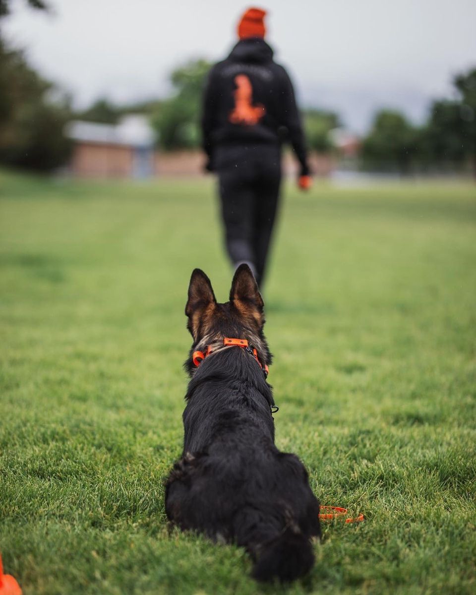 German Shepherd holding a focused heel position during obedience training in the park