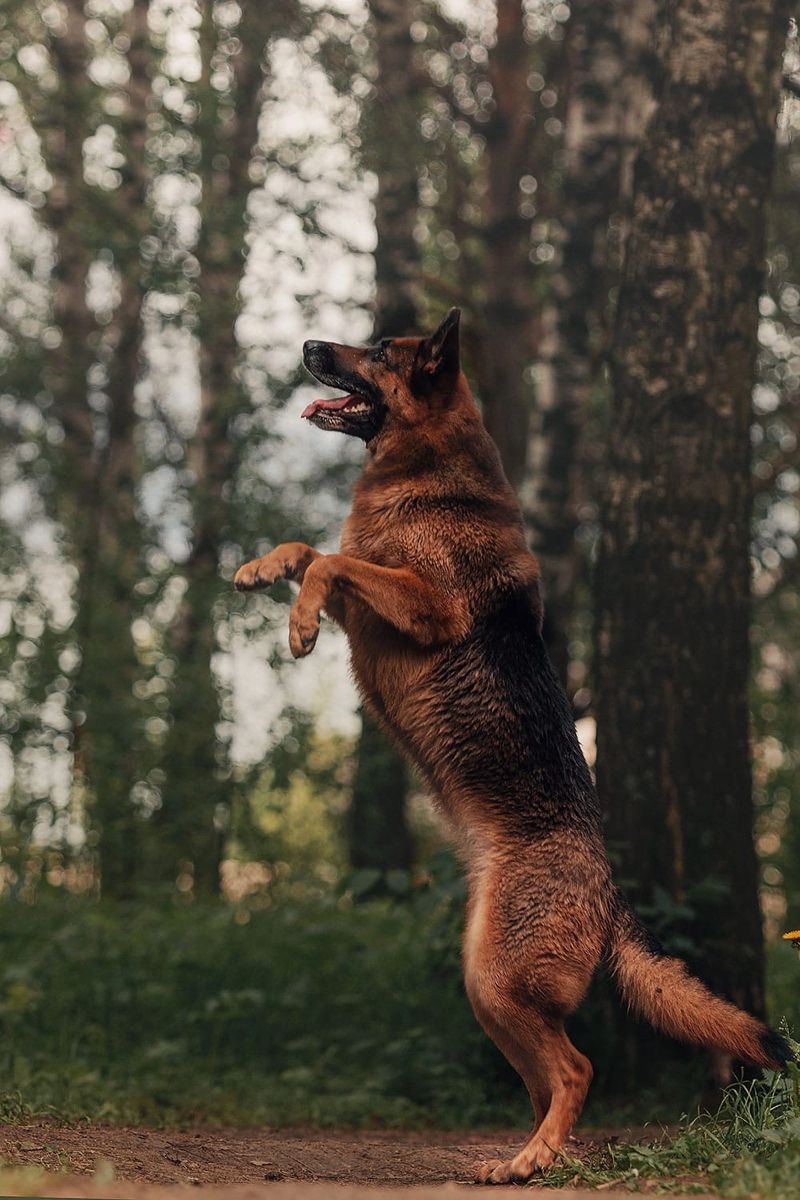German Shepherd rearing up on hind legs in a wooded setting — showcasing the breed's athletic drive and energy
